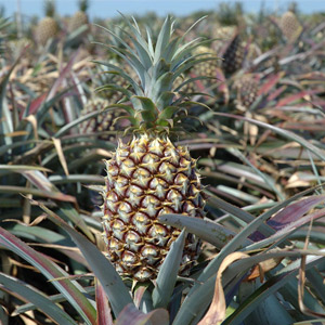 国産無添加ドライフルーツ（パイン） ２袋セット