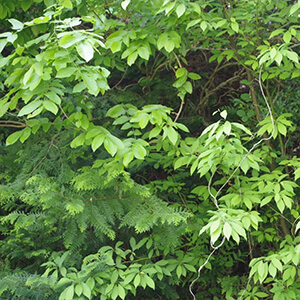 エッセンシャルオイル（黒文字）