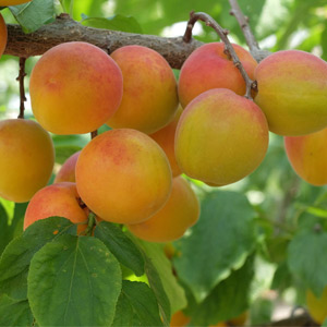 国産無添加ドライフルーツ（あんず /  アプリコット） ２袋セット