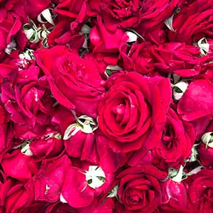 ローズ＆ハーブティー（CLASSY）