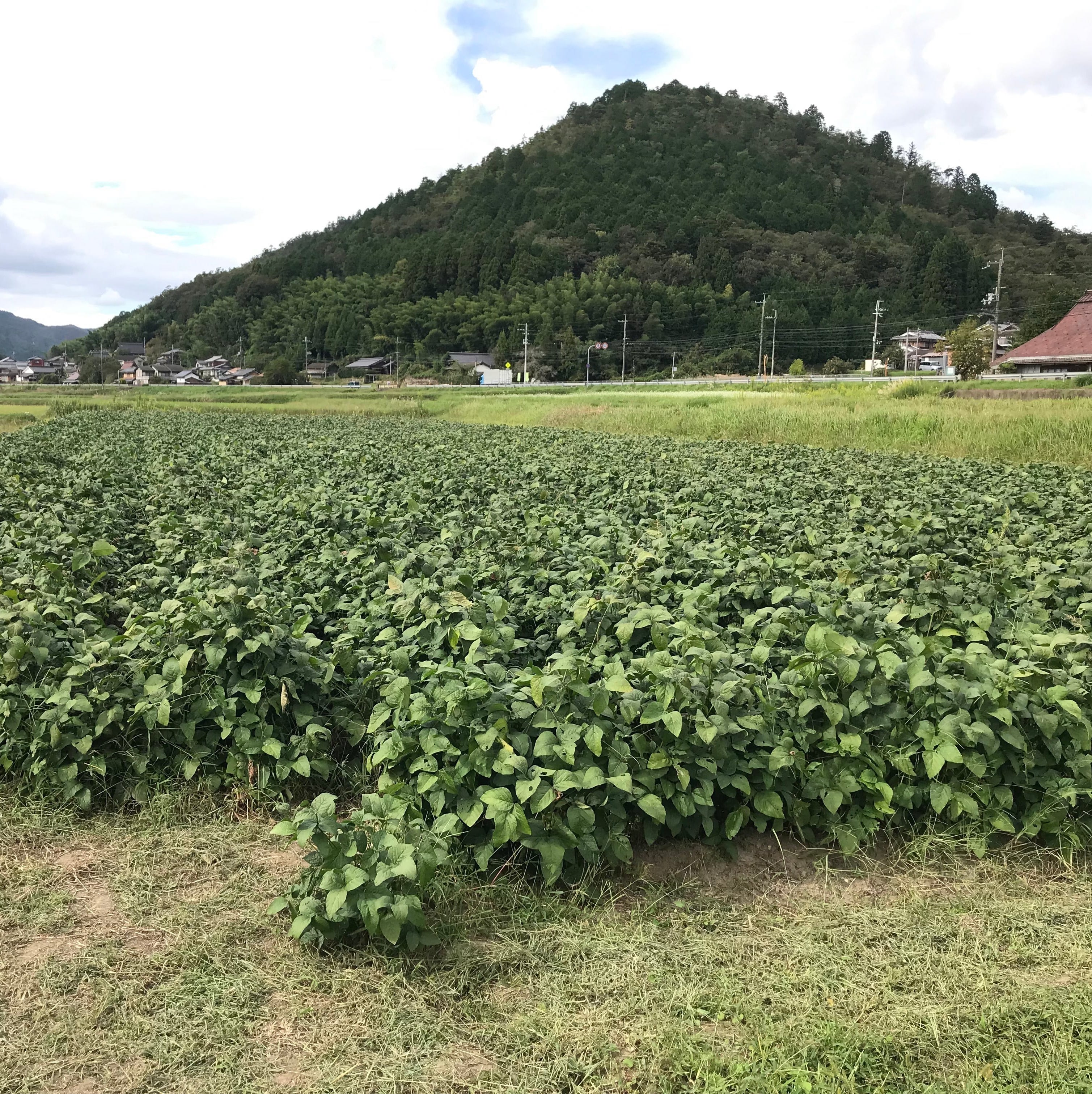 シーズナルベジスープ（黒枝豆）