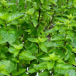 エッセンシャルオイル（薄荷）