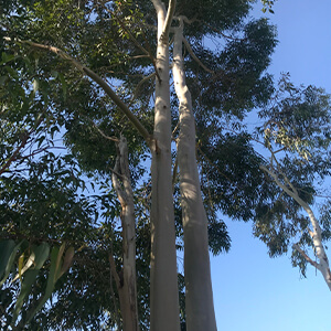 エッセンシャルオイル（レモンユーカリ）