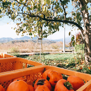 国産無添加ドライフルーツ（柿）