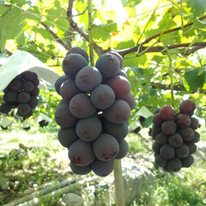 国産無添加ドライフルーツ（ぶどう）