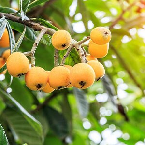 国産無添加ドライフルーツ（ビワ）