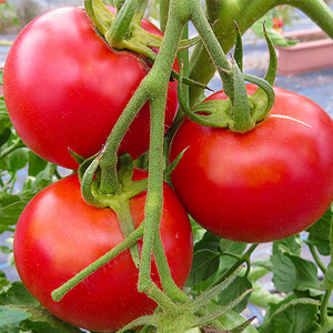 国産無添加ドライフルーツ（トマト）