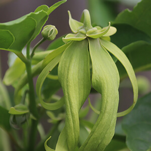 アロマソイキャンドル3種セット