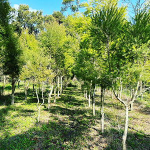 エッセンシャルオイル（ティーツリー）