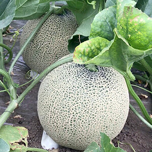 国産無添加ドライフルーツ（メロン） ２袋セット