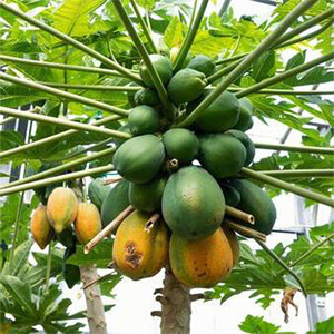 国産無添加ドライフルーツ（パパイヤ）