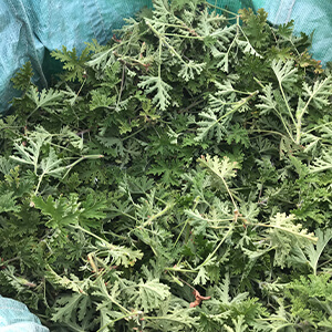 エッセンシャルオイル（ローズマリー）