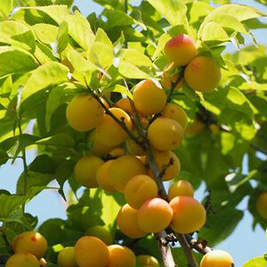 国産無添加ドライフルーツ（梅）