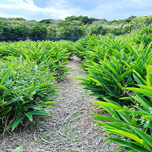 エッセンシャルオイル（月桃）