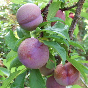 国産無添加ドライフルーツ（すもも/プラム）