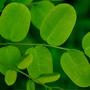 スーパーフルーツパウダー（モリンガ）