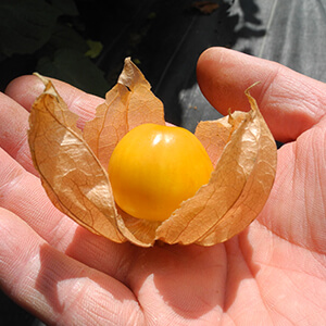 国産無添加ドライフルーツ（ホオズキ/ゴールデンベリー）