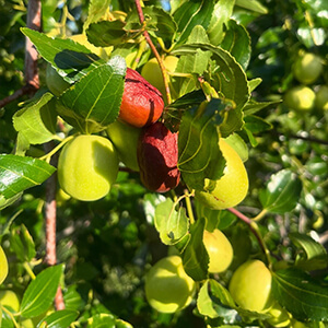 国産無添加ドライフルーツ（なつめ） ２袋セット