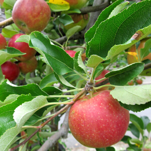 国産無添加ドライフルーツ（リンゴセミドライ）