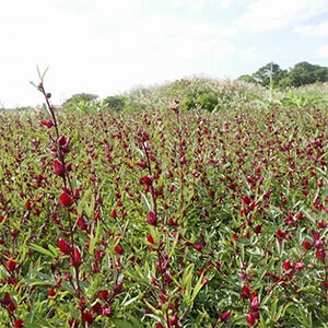 国産無添加ドライフルーツ（ローゼル） ２袋セット