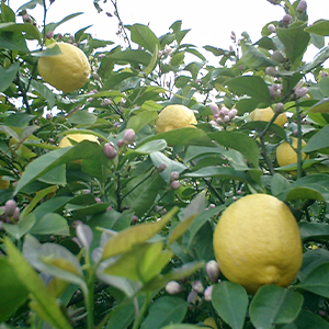 国産無添加ドライフルーツ（レモン） ２袋セット