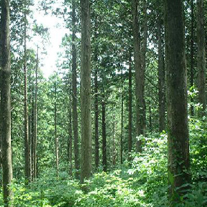 エッセンシャルオイル（青森ヒバ）