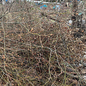 エッセンシャルオイル（黒文字）