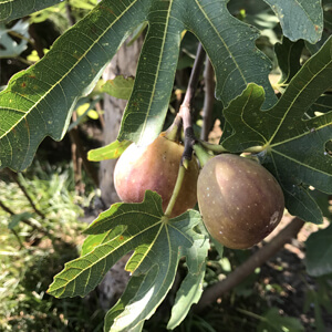 国産無添加ドライフルーツ（いちじく）