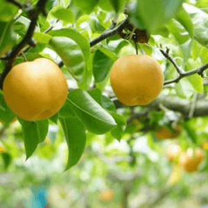 国産無添加ドライフルーツ（梨）