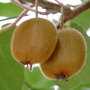 国産無添加ドライフルーツ（キウイ）