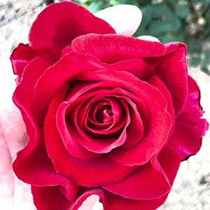 ローズ＆ハーブティー（CLASSY）