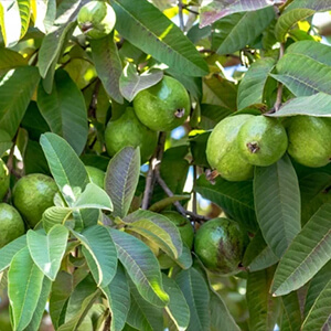 国産無添加ドライフルーツ（グァバ） ２袋セット