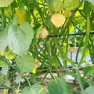 国産無添加ドライフルーツ（ホオズキ/ゴールデンベリー）