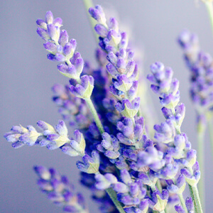 CALM アロマソイキャンドル（BOX＆リボン付）