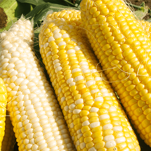 [夏限定]福岡県産朝採れスイートコーン 1箱（約5kg/12～15本入り）
