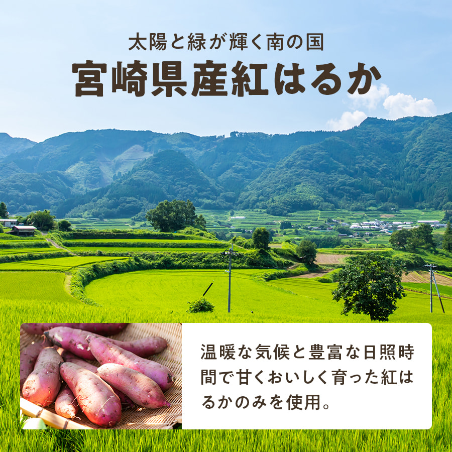 太陽の紅はるか 袋数: 1袋