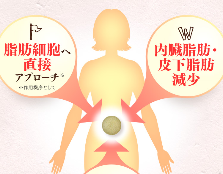 脂肪細胞へ直接アプローチ　内臓脂肪·皮下脂肪減少