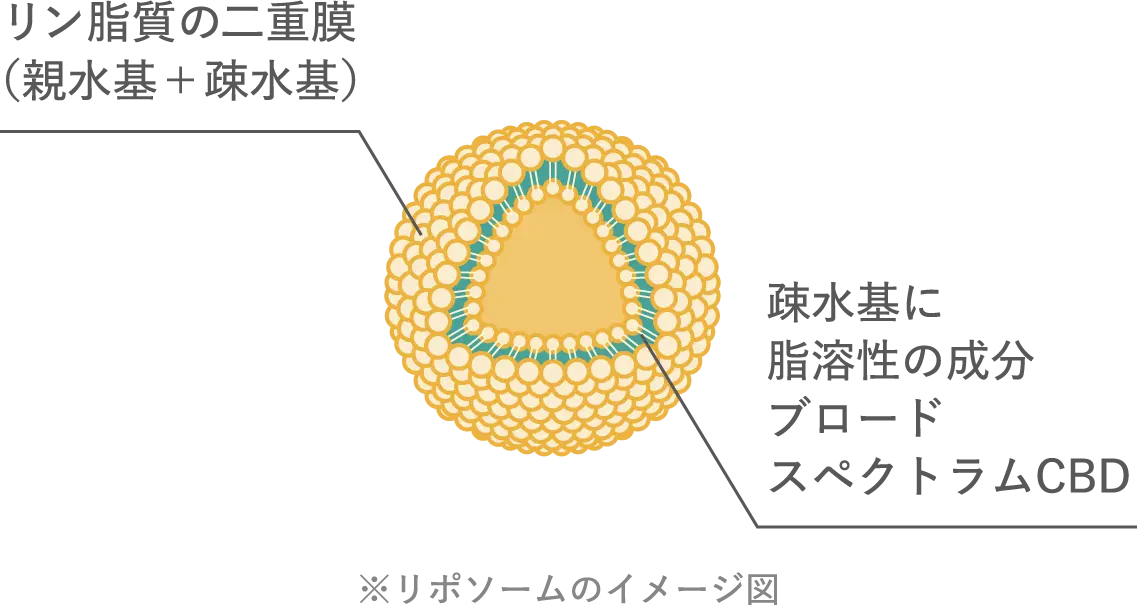 リポソームの構造