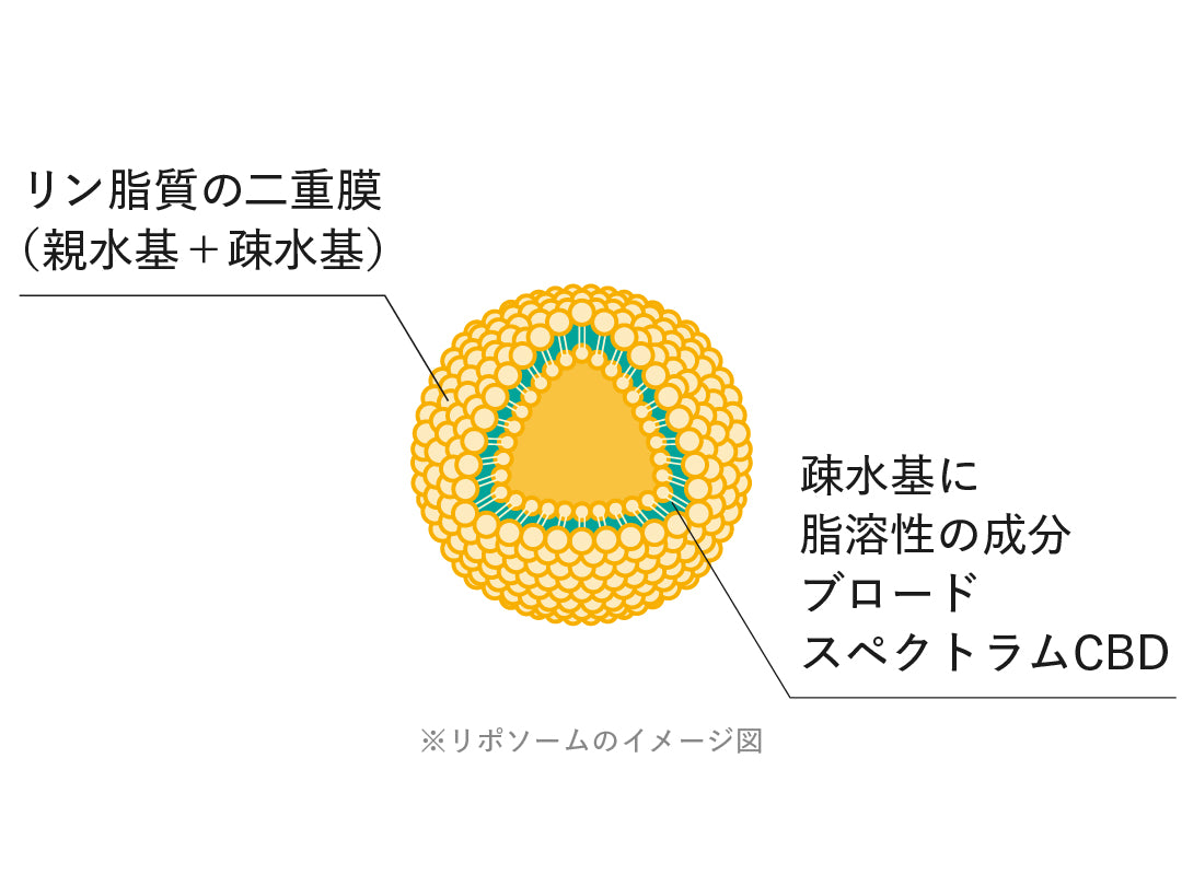 リン脂質でできたカプセル構造イメージ