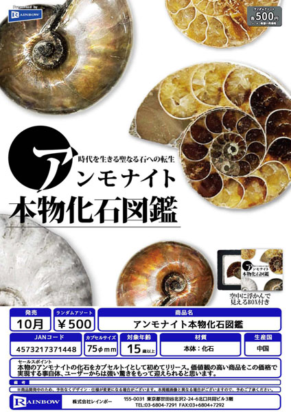 【10月発売】アンモナイト本物化石図鑑 20個入り (500円カプセル)【一次予約】