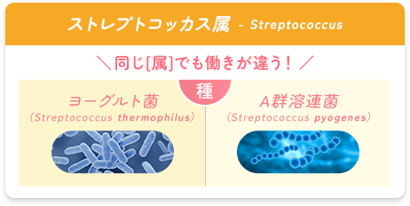 同じ[属]でも働きが違う！