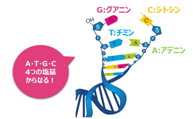 遺伝子はA・T・G・Cの4種類の塩基からなる。
