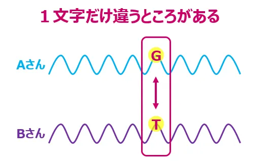 遺伝子のたった1文字の違いが「個性」になる