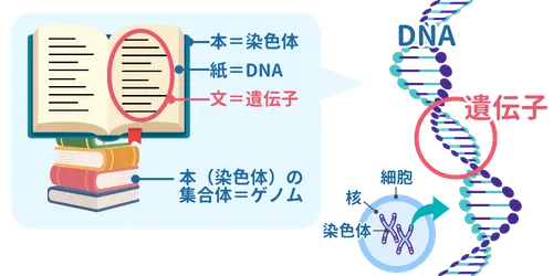 「DNA」と「遺伝子」を本に例えると「紙」と「文章」