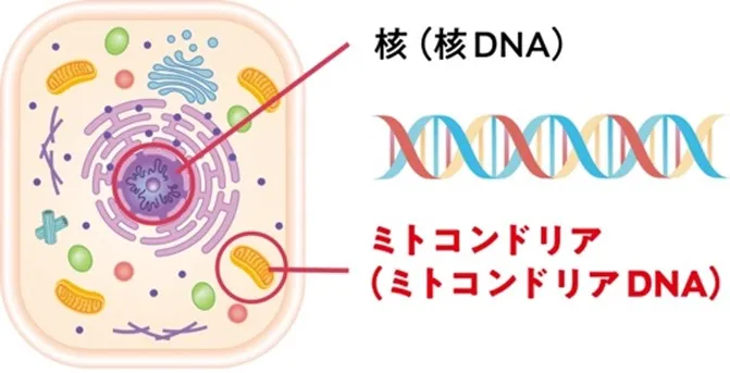 ミトコンドリアDNA（mtDNA）