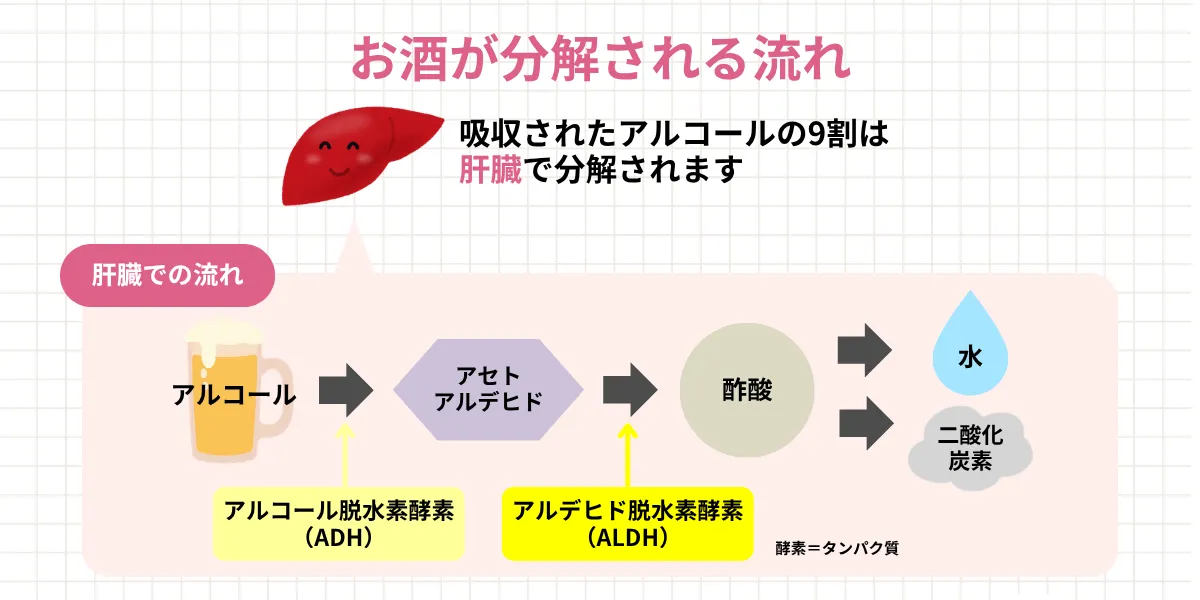 アルコールが肝臓で代謝される際、中間の代謝物質としてアセトアルデヒドが生成されます。