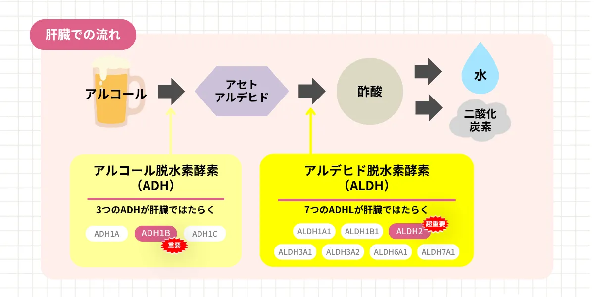 アルコールの代謝遺伝子