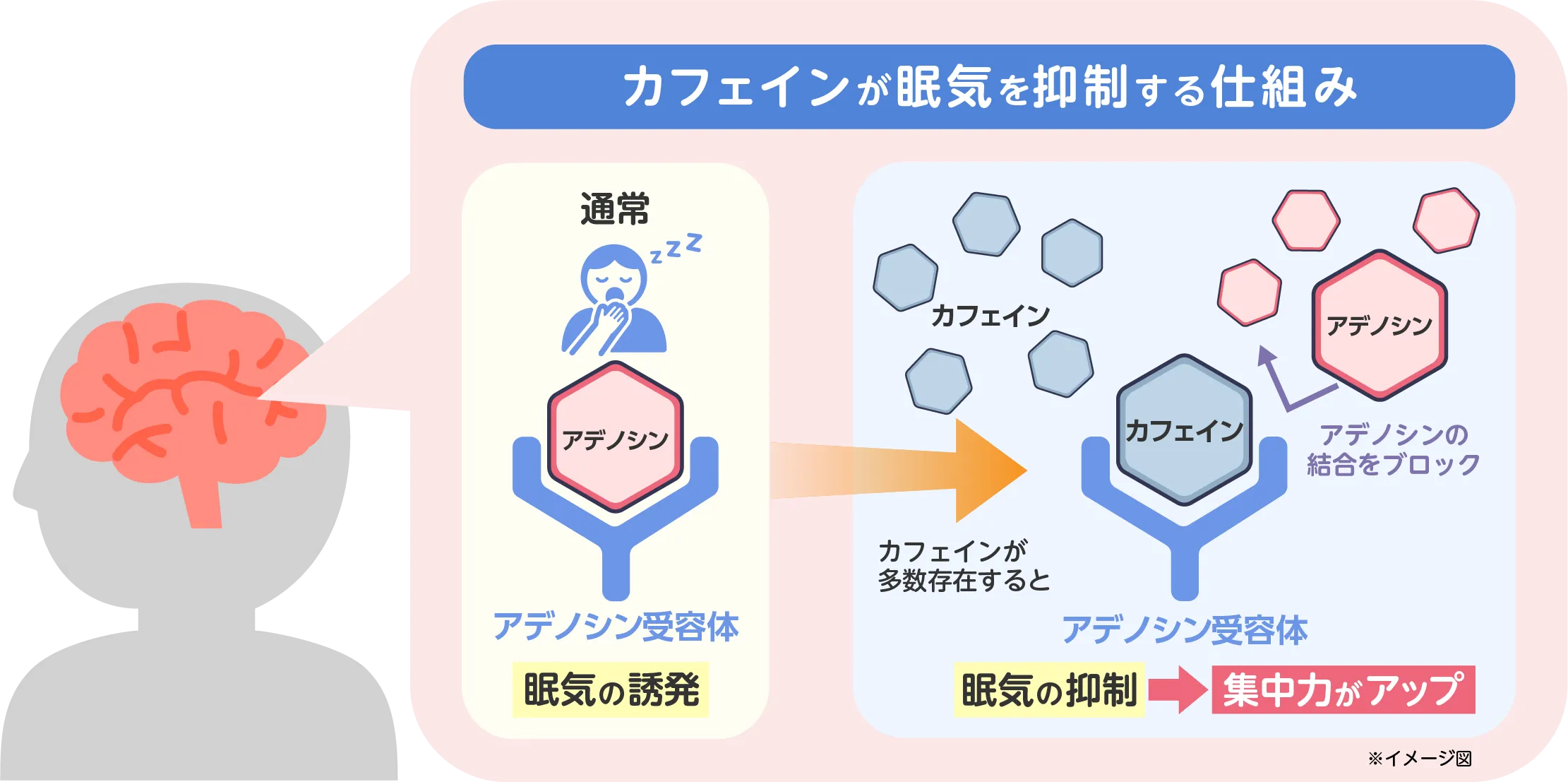 カフェインの主な作用