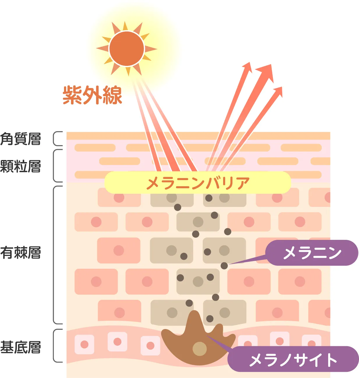 紫外線によってDNAが傷つくと、メラノサイト（色素細胞）が活性化しメラニンが作られます。このメラニンは細胞の核の上に集まることで、紫外線がこれ以上奥へ届かないようブロックします。