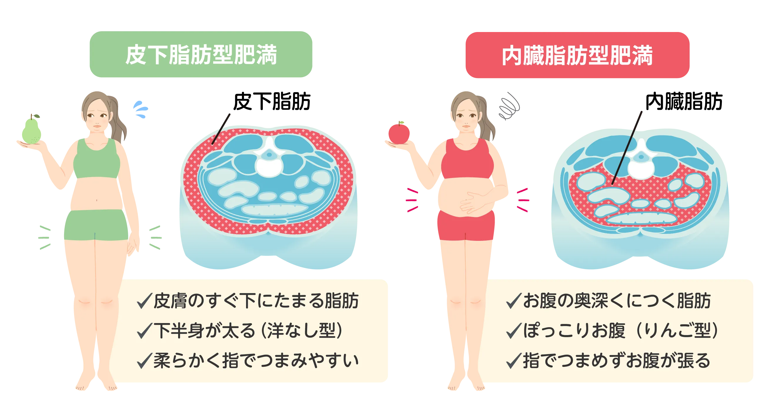 皮下脂肪型肥満と内臓脂肪型肥満の違い
